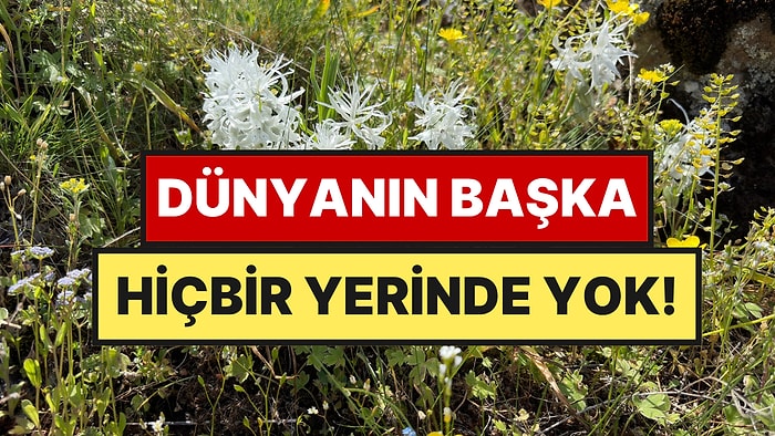 Dünya Üzerinde Sadece Ankara'da Yetişiyor: 2 Ay Görünüp Kayboluyor