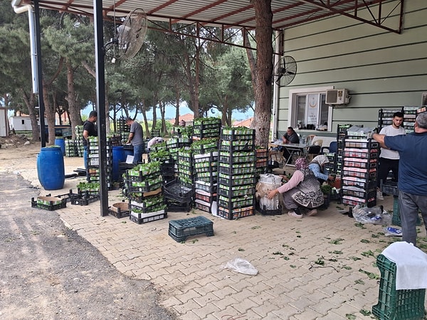 Manisa’nın Sarıgöl ilçesinde bağ bozumu mevsiminden aylar önce başlayan "yaprak mesaisi" tüm hızıyla sürüyor.
