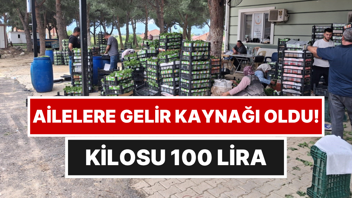 Sabah Topluyorlar, Günlük 3 Bin Lira Kazanıyorlar