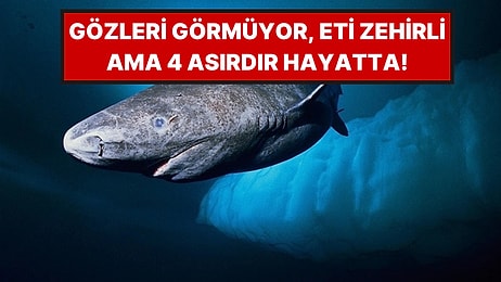 Dünyanın En Yaşlı Köpek Balığı Grönland 400 Yıl Yaşıyor, 150 Yaşında Yetişkin Oluyor