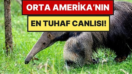 Jaguarın Bile Yolunu Değiştirdiği Hayvan: Günde 35 Bin Karınca Yiyor