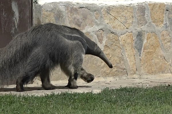 Although it may appear calm and slow-moving, the giant anteater boasts one of nature's most formidable defense mechanisms.