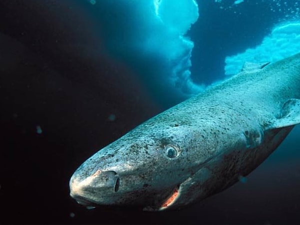 The life of Greenland sharks is not only lengthy, but also fraught with challenges.