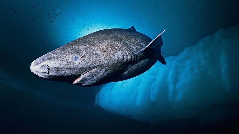 World's Oldest Shark Lives for 400 Years and Matures at Age 150