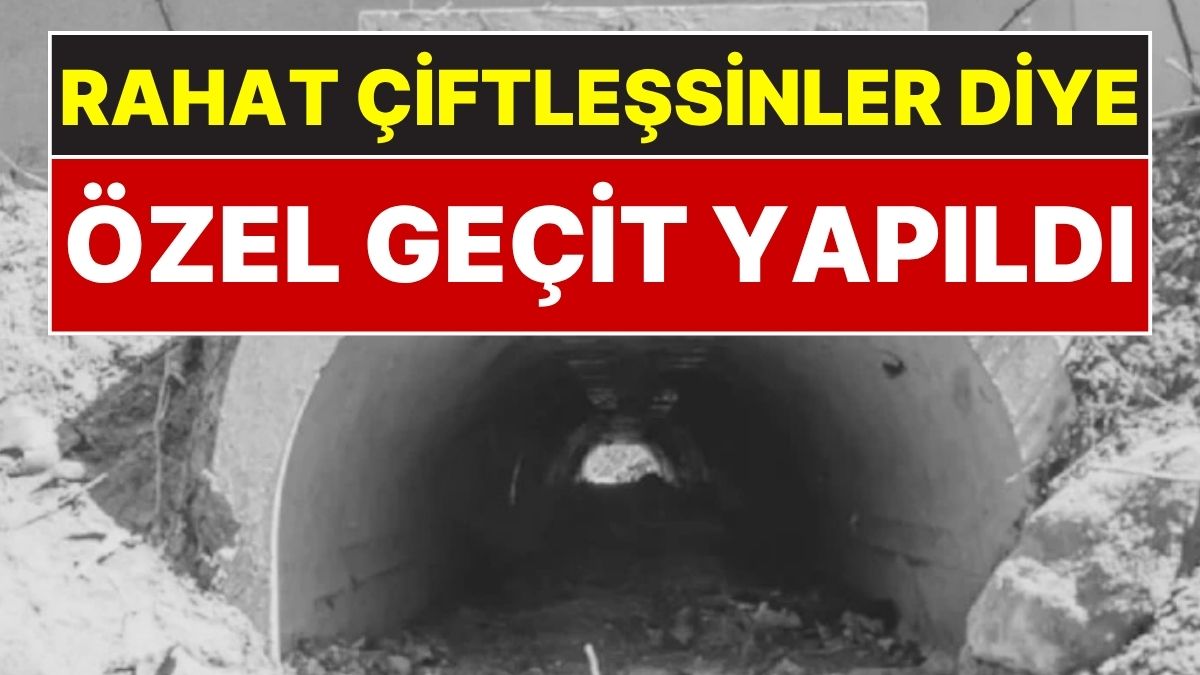 Hayvanlar Rahat Çiftleşsin Diye 1.8 Milyon Liraya Özel Alt Geçit Yapıldı: Ölümler Neredeyse Sıfıra İndi