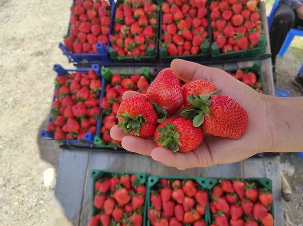 İlk Hasat Ürünleri Çevre İllerdeki Market Raflarında Yerini Almaya Başladı