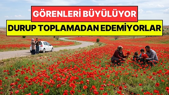 Yoldan Geçenler Durup Toplamadan Edemiyor: Kandamlası Her Yeri Kıpkırmızıya Boyadı