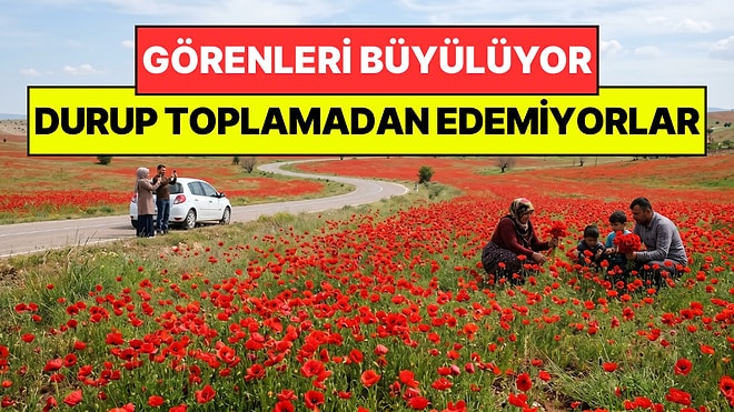 Yoldan Geçenler Durup Toplamadan Edemiyor: Kandamlası Her Yeri Kıpkırmızıya Boyadı