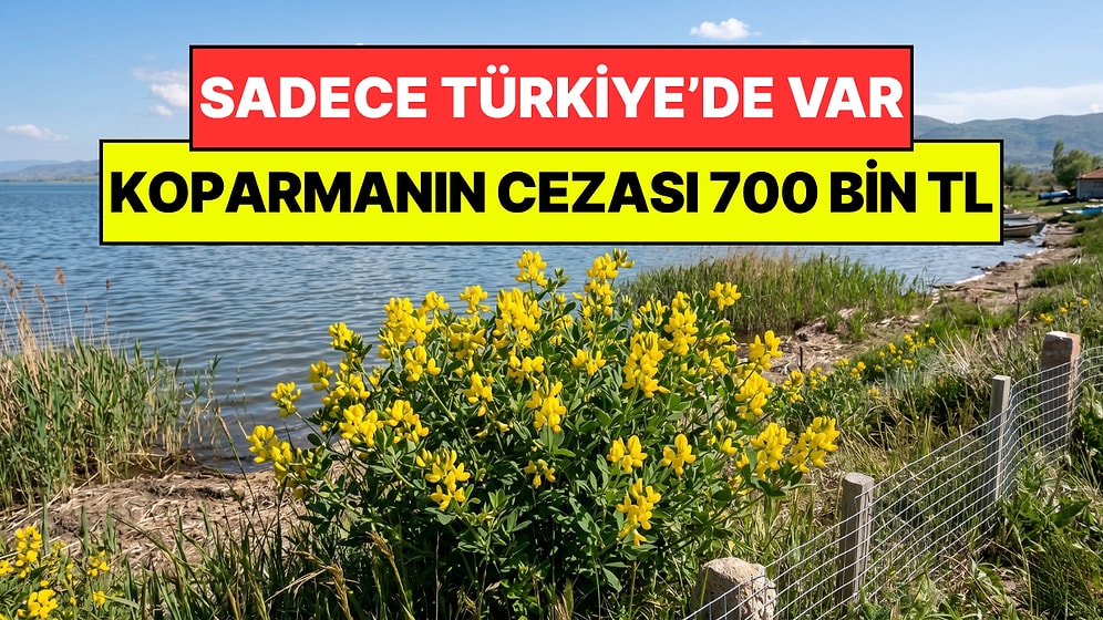 Sadece Türkiye'de Yetişiyor: Sıcak Havanın Habercisi Çiçeği Koparmanın Cezası 700 Bin Lira