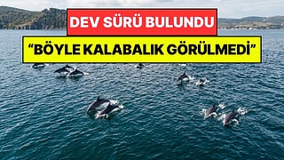 Marmara Denizi'nde Dev Sürü Bulundu: 'Bu Kadar Kalabalık Görmek Mümkün Olmuyor'