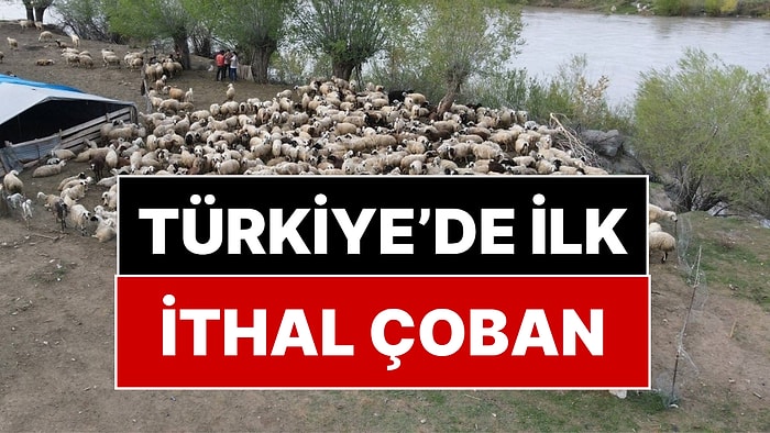 150 Bin TL Maaş Bile Yetmemişti! Türkiye'de İlk: Bakanlık Çoban İthal Etti