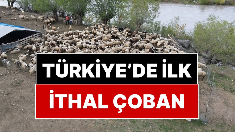 150 Bin TL Maaş Bile Yetmemişti! Türkiye'de İlk: Bakanlık Çoban İthal Etti
