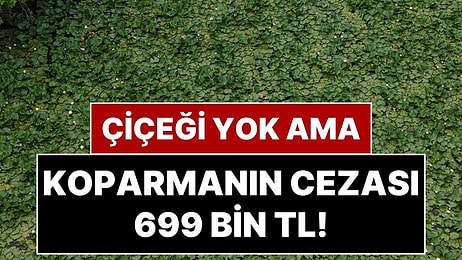 Bu Çiçeğin Dikeni Yok Ama Koparmanın Cezası 699 Bin 245 TL!