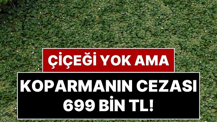 Bu Çiçeğin Dikeni Yok Ama Koparmanın Cezası 699 Bin 245 TL!