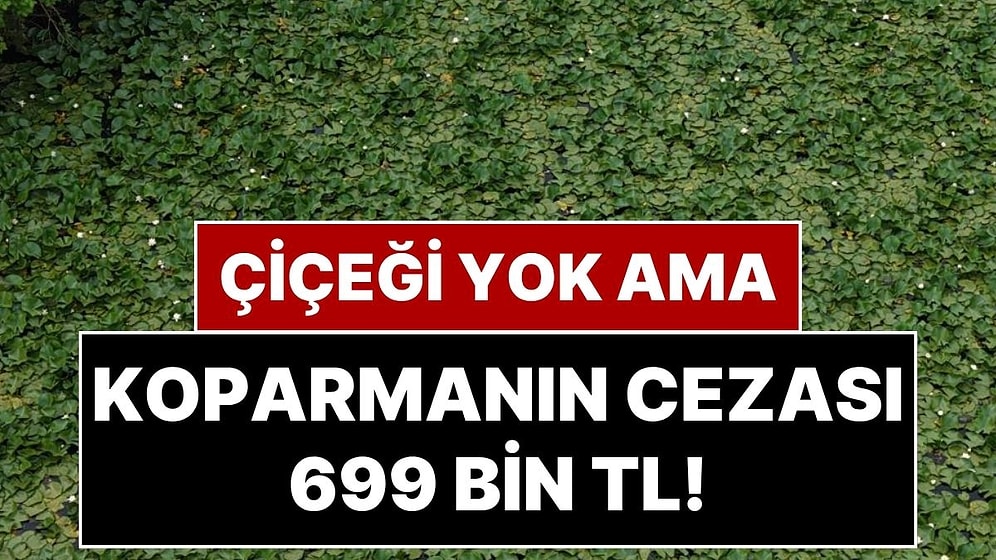 Bu Çiçeğin Dikeni Yok Ama Koparmanın Cezası 699 Bin 245 TL!