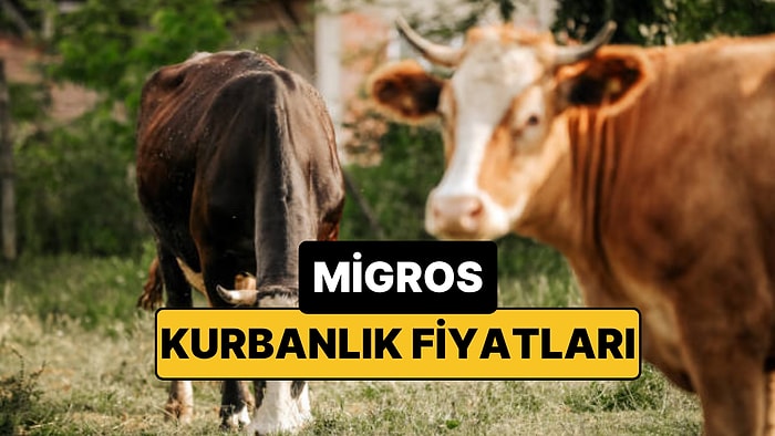 2026 Migros Kurbanlık Fiyatları Ne Kadar? İşte Migros Büyükbaş, Küçükbaş Fiyatları ve Taksit İmkanları