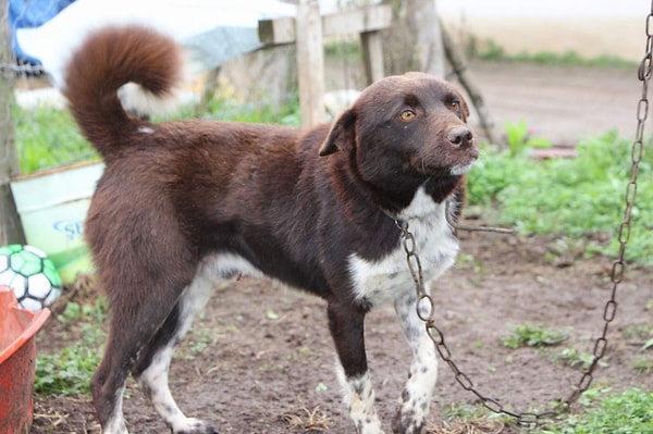 Zerdava Doğu Karadeniz’in az bilinen yerli köpeklerinden biri