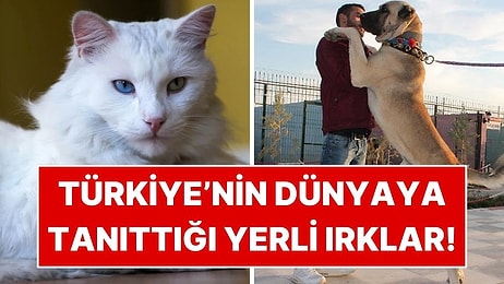 Türkiye’nin Dünyaya Tanıttığı Yerli Kedi ve Köpek Irkları!
