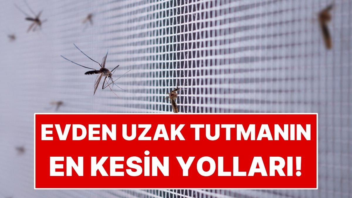 Sivrisineklerden Kurtulmanın En Kolay Yolu: Bu Kokulardan Nefret Ediyorlar