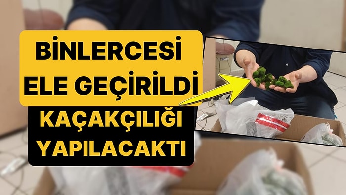 Yüzlerce Değil, Binlerce! Yolcu Otobüsünde Canlı 'Yeşil Algler' Ele Geçirildi