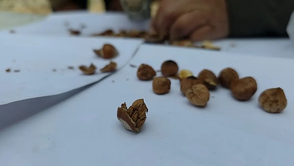 Fındık kabuğu çayını keşfettiler, şimdi tiryakisi oldular.