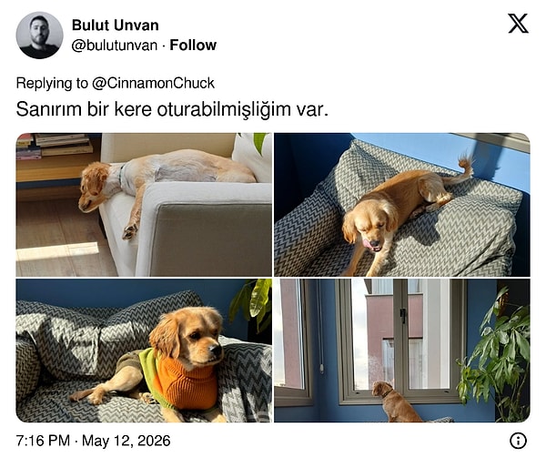 Sadece kediler de değil...