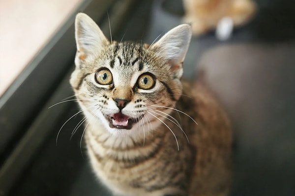 If your cat is making short, melodic sounds like "mrrp" or "brrr", it's generally indicative of positive communication.