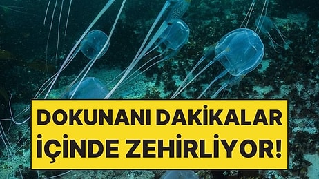 Şeffaf Olduğu İçin Fark Edilmiyor Ama Dokunanı Dakikalar İçinde Zehirliyor