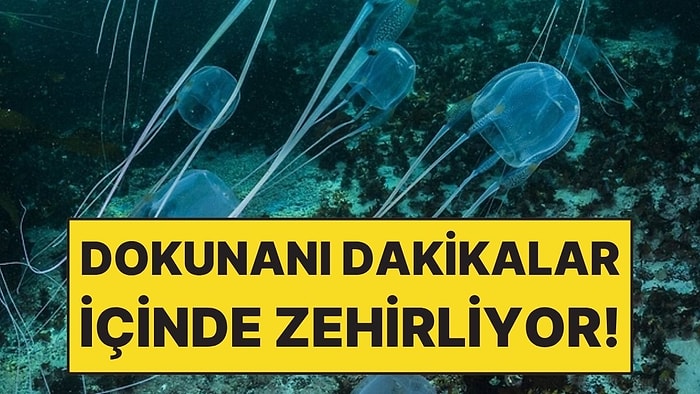 Şeffaf Olduğu İçin Fark Edilmiyor Ama Dokunanı Dakikalar İçinde Zehirliyor