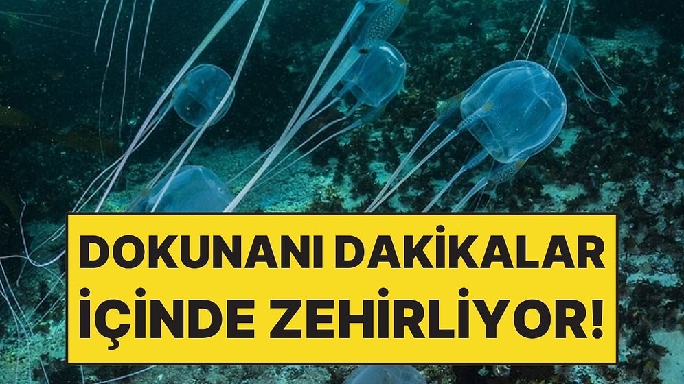Şeffaf Olduğu İçin Fark Edilmiyor Ama Dokunanı Dakikalar İçinde Zehirliyor