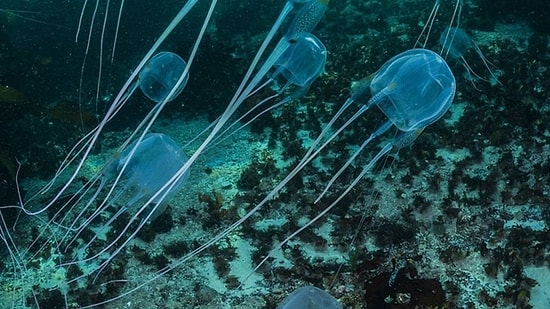 This Transparent Sea Creature Is Almost Invisible, But One Touch Can Be Deadly