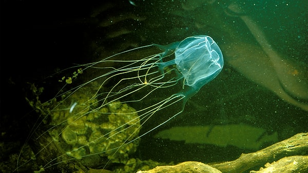 It has 24 eyes, yet in the conventional sense, it lacks a brain.