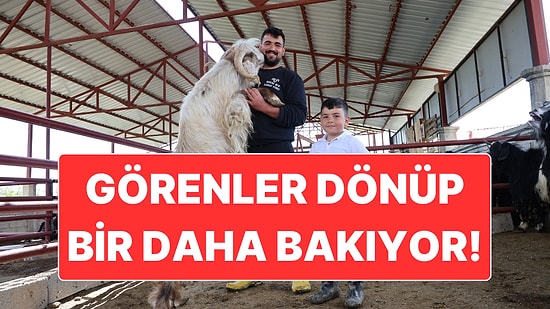 140 Kilo Ağırlığındaki Dev Keçi Kurban Pazarının İlgi Odağı Oldu