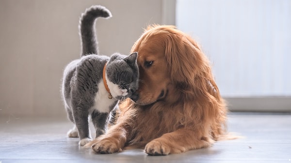 Köpekler ve kediler gerçekten aynı şekilde mi beslenmeli?
