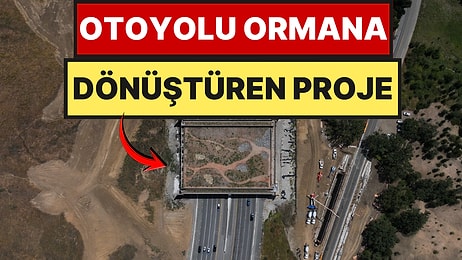 İnsanlara Kapalı Olacak: Dünyanın En Büyük Yeşil Köprüsü İnşa Ediliyor
