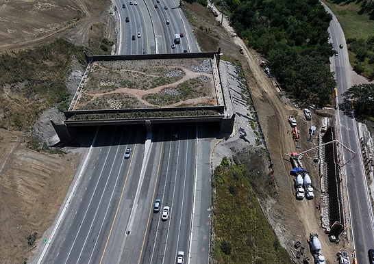 World's Largest Green Bridge Being Built for Wildlife Will Be Closed to All Human Use