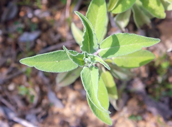 2. Adaçayı (Salvia officinalis) - Anadan Kalma Şifalı Yaprak