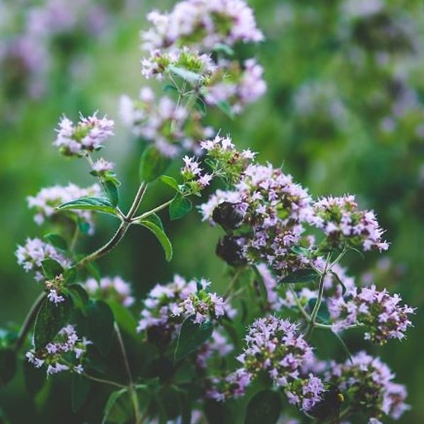 3. Kekik (Origanum vulgare) - Dağların Kokulu Hazinesi