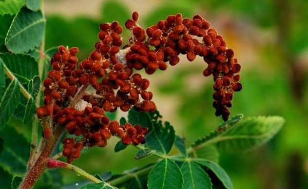 4. Sumak (Rhus coriaria) - Ekşi Tadın Gücü