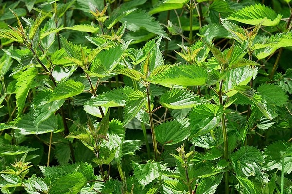 6. Isırgan Otu (Urtica dioica) - Yakan Ama Şifa Veren