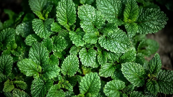 9. Melisa (Melissa officinalis) - Limon Kokulu Rahatlık