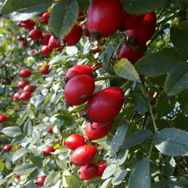 12. Kuşburnu (Rosa canina) - Kırmızı C Vitamini Deposu