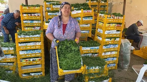 Hasat İşlemleri Sabahın Erken Saatlerinde Titizlikle Yürütülüyor