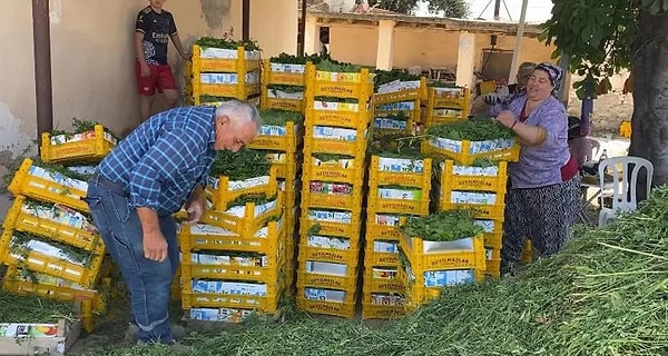 Sultaniye Yaprağı Hem İç Piyasada Hem De İhracatta Talep Görüyor