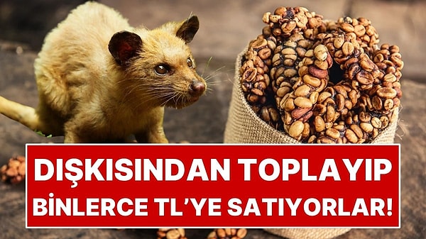 Dünyanın En Pahalı Kahvelerinden Biri!