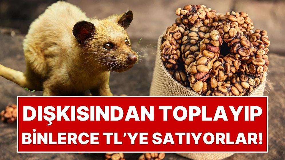Hayvanın Dışkısından Toplayıp Kilosunu Binlerce Liraya Satıyorlar