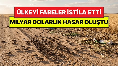 Koca Ülkeyi Fareler İstila Etti: "Toplum Artık Tükenme Noktasında"