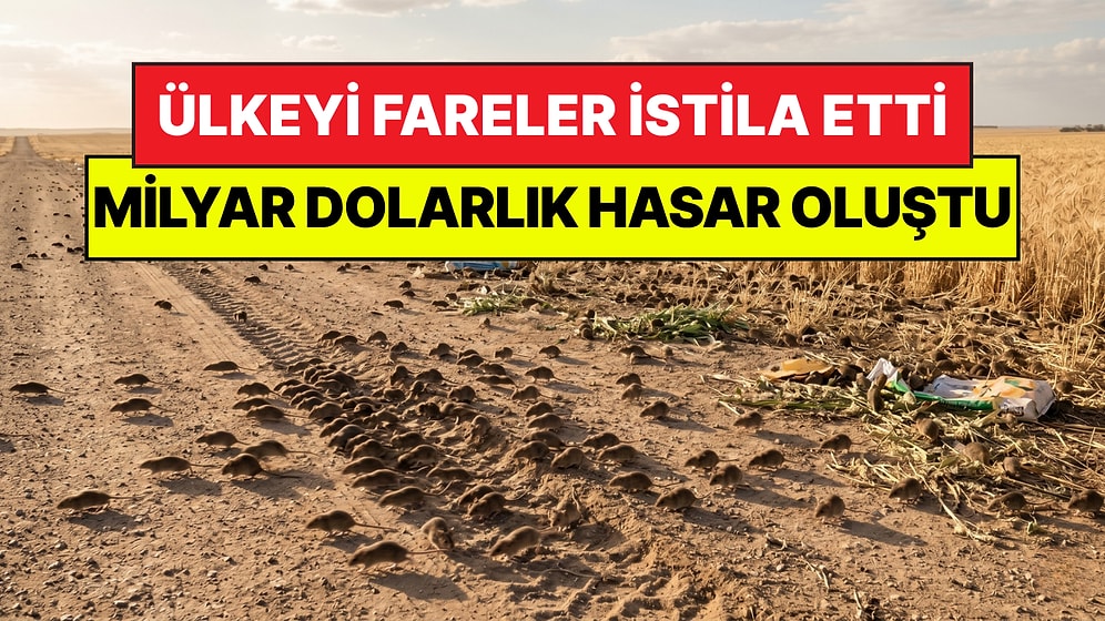 Koca Ülkeyi Fareler İstila Etti: "Toplum Artık Tükenme Noktasında"
