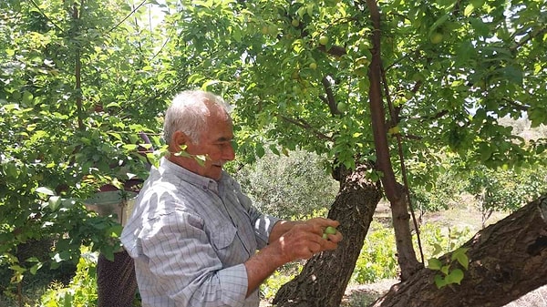 İklim Şartlarının Elverişli Olması Sayesinde Meyve Kalitesi Üreticinin Beklentisini Karşıladı