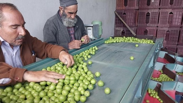 Bölgedeki Ticari Hareketlilik Hem Üreticiyi Hem De Aracı Kurumları Memnun Ediyor